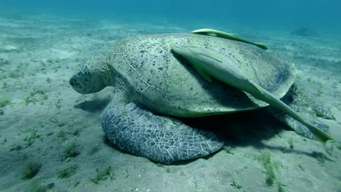 雄性大海龟在沙底上吃海草，在海龟上有两条粘鱼。绿海龟 (Chelonia mydas) 水下拍摄，特