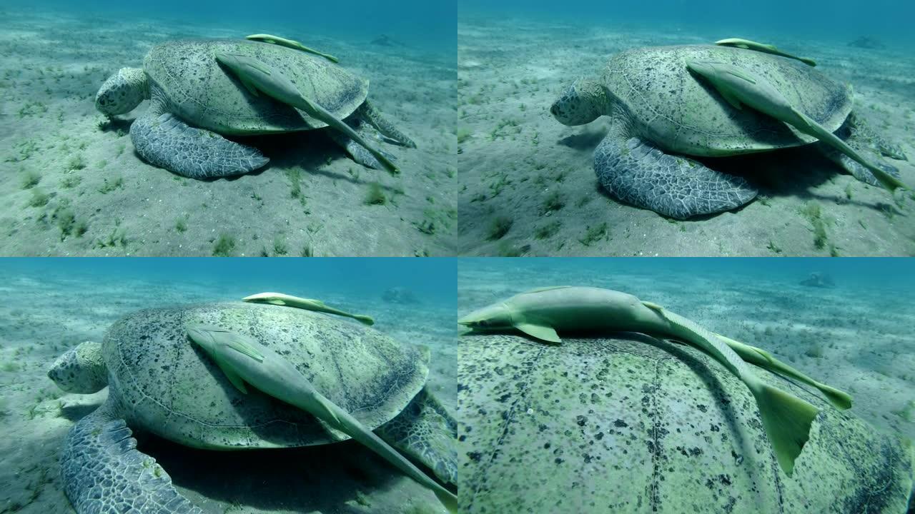 雄性大海龟在沙底上吃海草，在海龟上有两条粘鱼。绿海龟 (Chelonia mydas) 水下拍摄，特