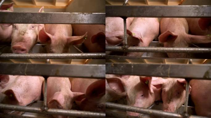 粉红色的小猪在猪场的一个有机农场里觅食