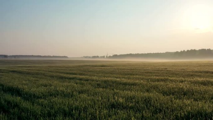 天亮时在一片生长的小麦田上，面对雾霾笼罩着日落