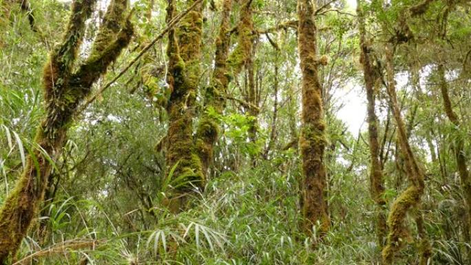 中美洲长满苔藓和过度生长的高大树木