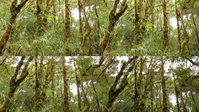中美洲长满苔藓和过度生长的高大树木