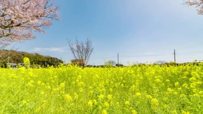 油菜花和樱花在风中摇曳