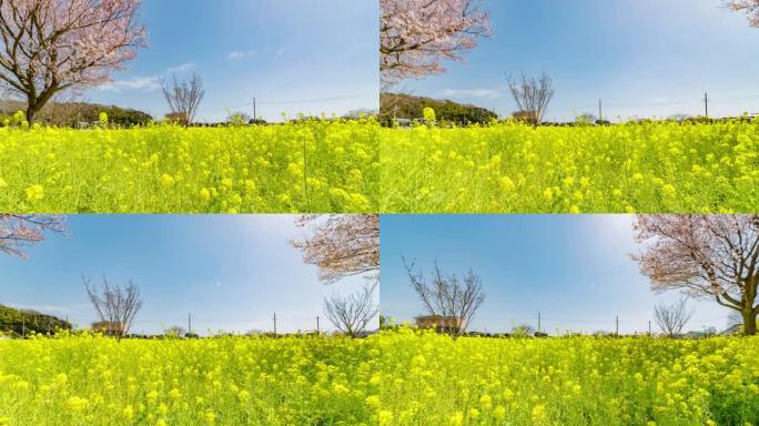 油菜花和樱花在风中摇曳