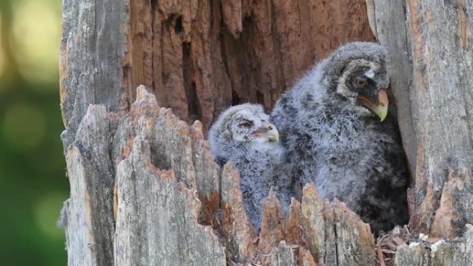 破树干内巢中的猫头鹰。乌拉尔猫头鹰 (Strix uralensis)。