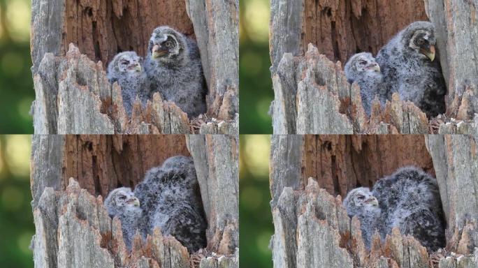 破树干内巢中的猫头鹰。乌拉尔猫头鹰 (Strix uralensis)。