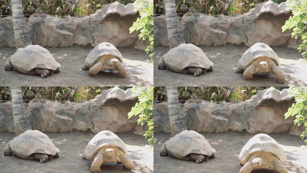 两只巨型老乌龟在动物园的沙质地板上缓慢爬行
