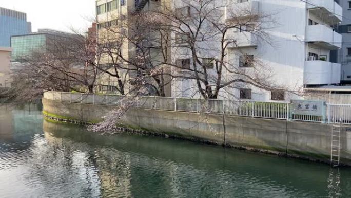 河边樱花开始绽放