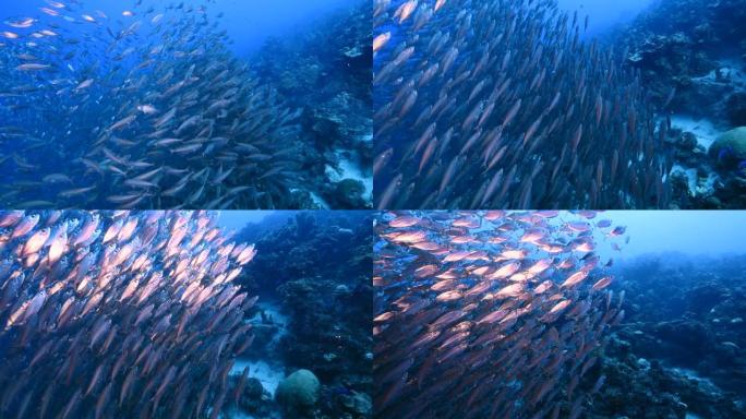 诱饵球/加勒比海珊瑚礁绿松石水中的鱼群/库拉索岛