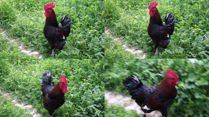 花园里的黑色公鸡在摇动翅膀