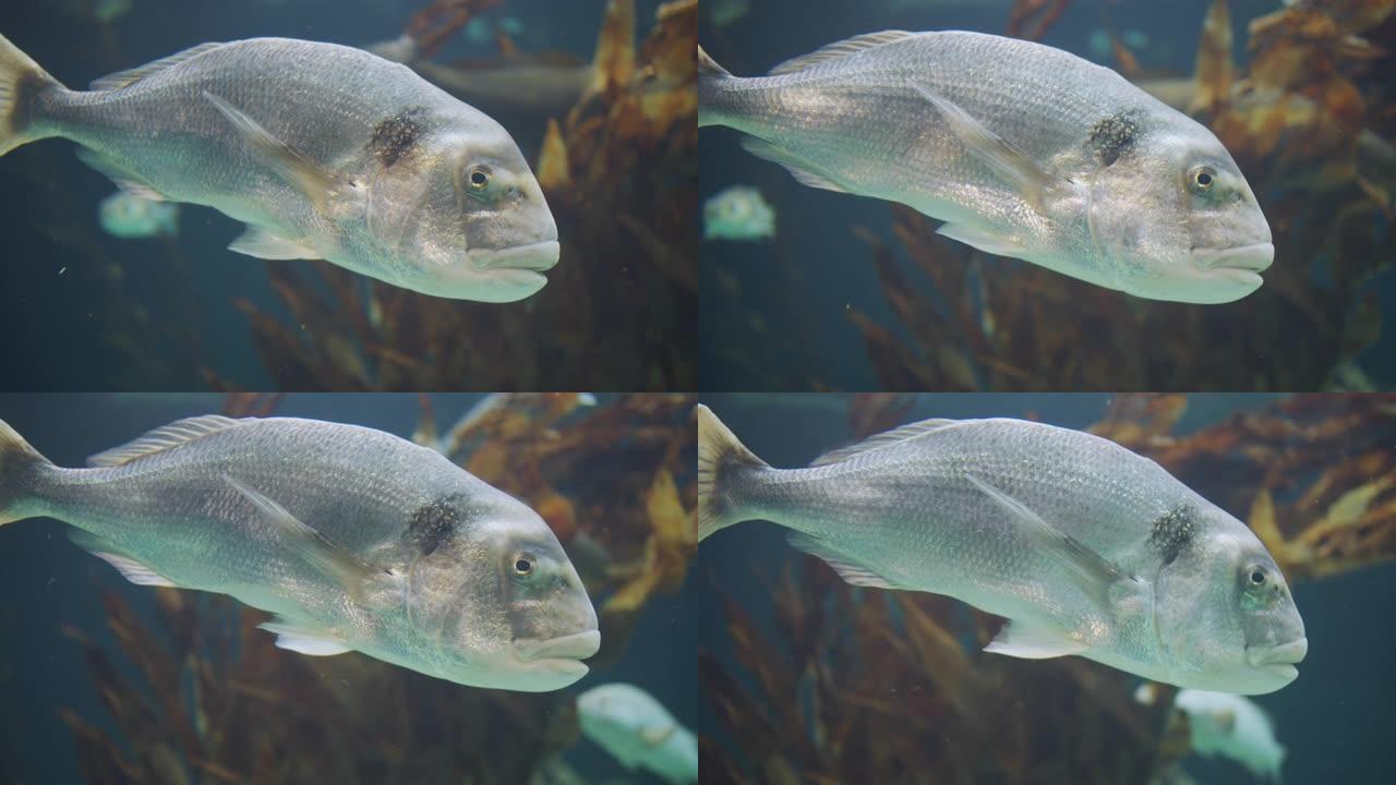 水族馆里的大白鱼一群鱼特写