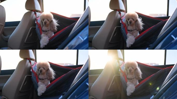 狗在汽车座位上旅行汽车的后座。