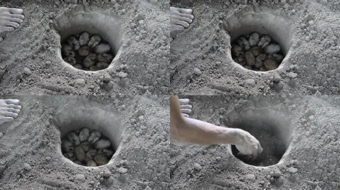 一个农民在洞巢中存放鳄鱼蛋的特写镜头。