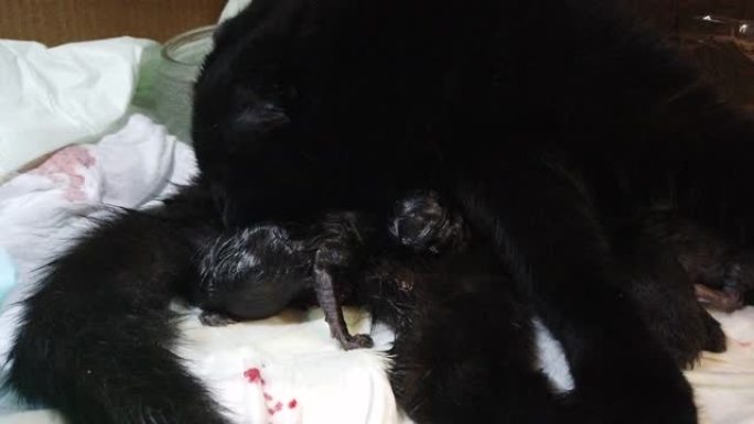 猫生下小猫并吃掉它的胎盘-新生动物