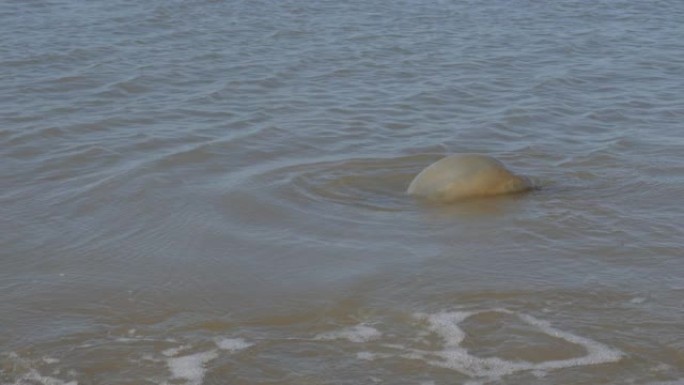 令人担忧的全球变暖迹象，海滩上有死去的巨型真水母Medusozoa 4k