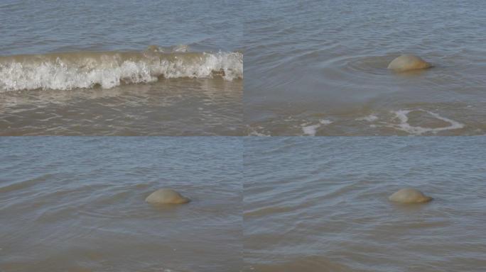 令人担忧的全球变暖迹象，海滩上有死去的巨型真水母Medusozoa 4k