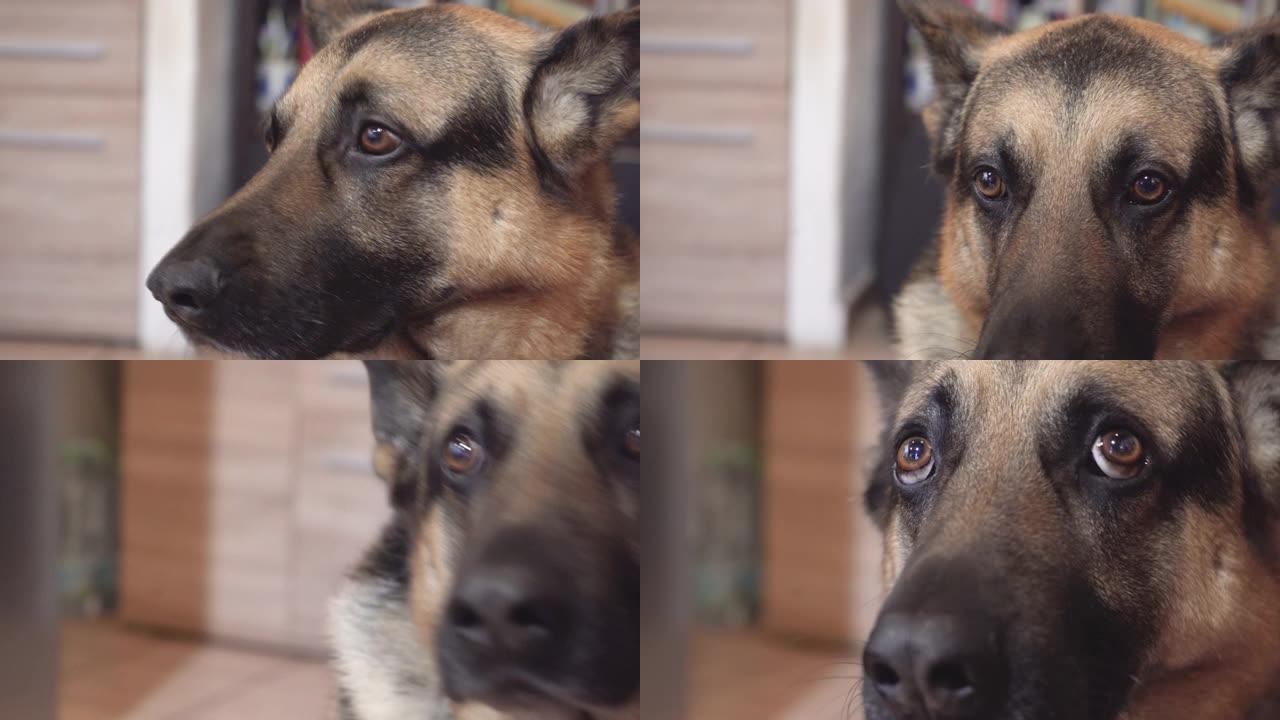 德国牧羊犬在家里用悲伤和恳求的眼睛的脸特写-4k slog3未分级镜头