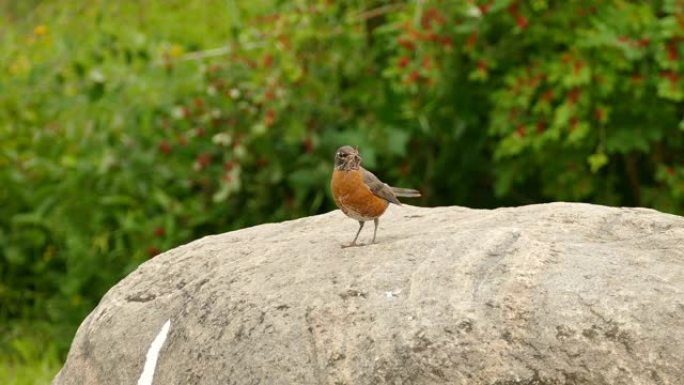 罗宾鸟站在大石头上，喙上有移动的蠕虫