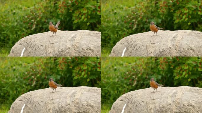 罗宾鸟站在大石头上，喙上有移动的蠕虫