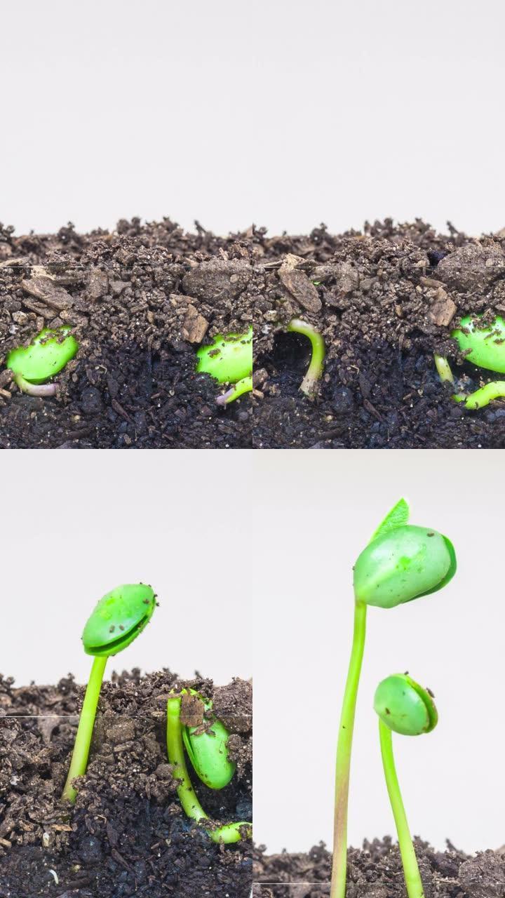 从白色背景上的芽中生长的酸性大豆的4k垂直延时的地下和地面视图。甘氨酸最大生长。9:16比例的垂直时