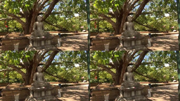 阿努拉德普勒，斯里兰卡，圣树和树枝