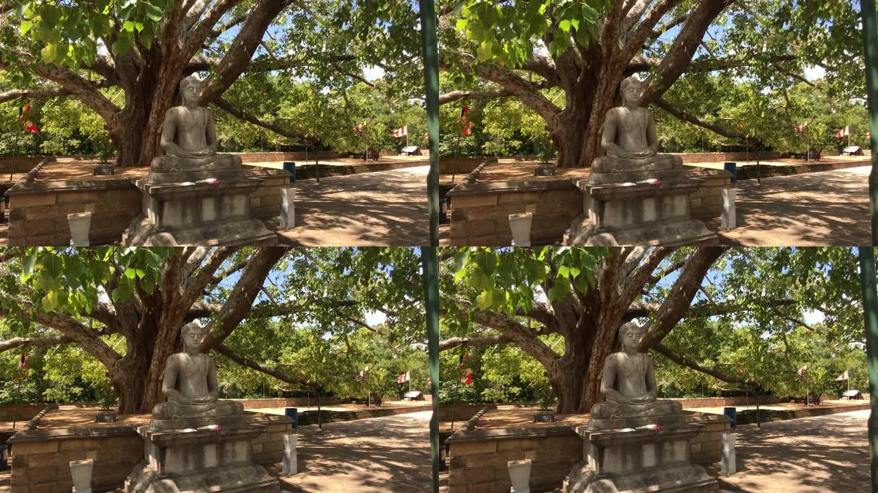 阿努拉德普勒，斯里兰卡，圣树和树枝