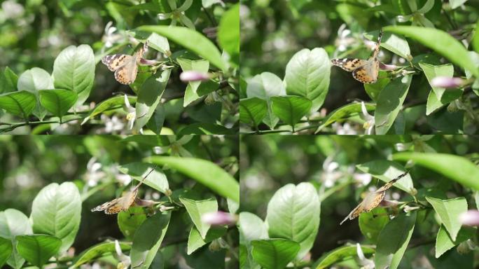 蝴蝶在开花的柠檬树上喝花蜜并收集花粉