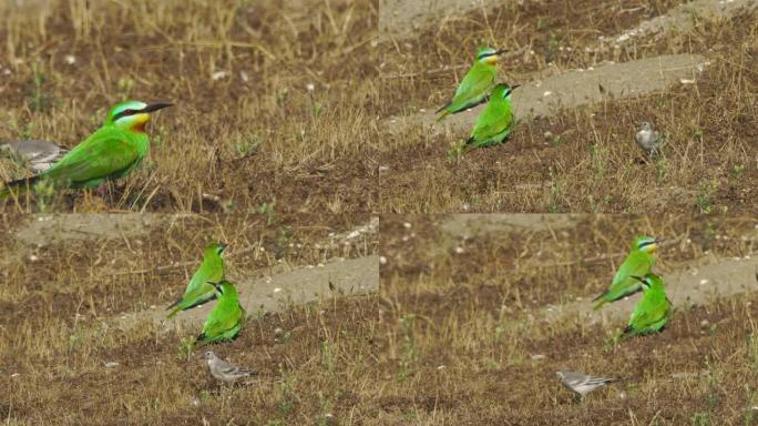 蓝颊食蜂群 (Merops persicus) -阿塞拜疆