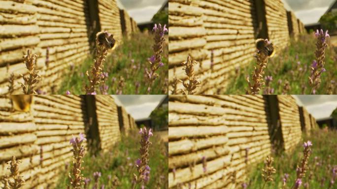 大黄蜂在薰衣草花丛中进出框架