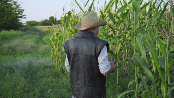 高级农民正在使用数字平板电脑。一位老人在蔬菜农场中行走并监视玉米作物