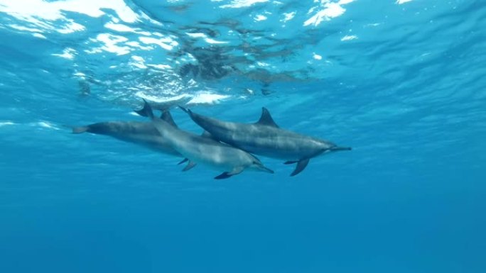 三只海豚家族在蓝色水面下缓慢游泳。慢动作，低角度拍摄，水下拍摄。旋转海豚 (Stenella lon