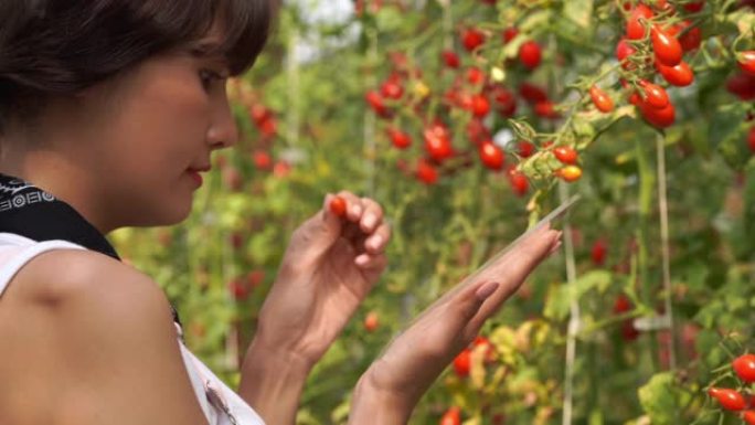 现代农家妇女使用未来的数字平板技术考试西红柿在有机农场，转基因食品，生物食品，替代生活风格和未来概念