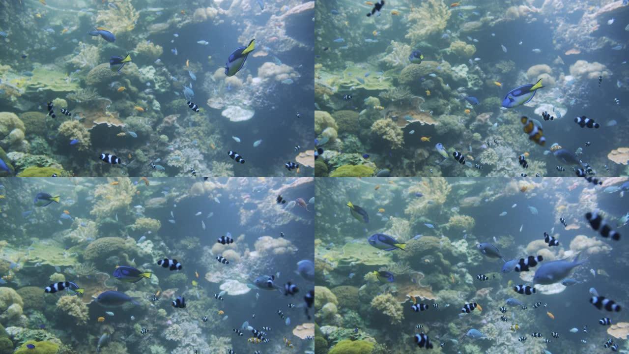 水下彩色热带鱼。热带水下海鱼
