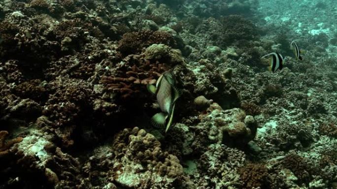 泰坦引金鱼独自在太平洋。海洋中有美丽的鱼的水下生物。珊瑚礁附近的热带鱼。在清澈的水中潜水。