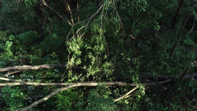 中国超级台风山竹后森林中的断树