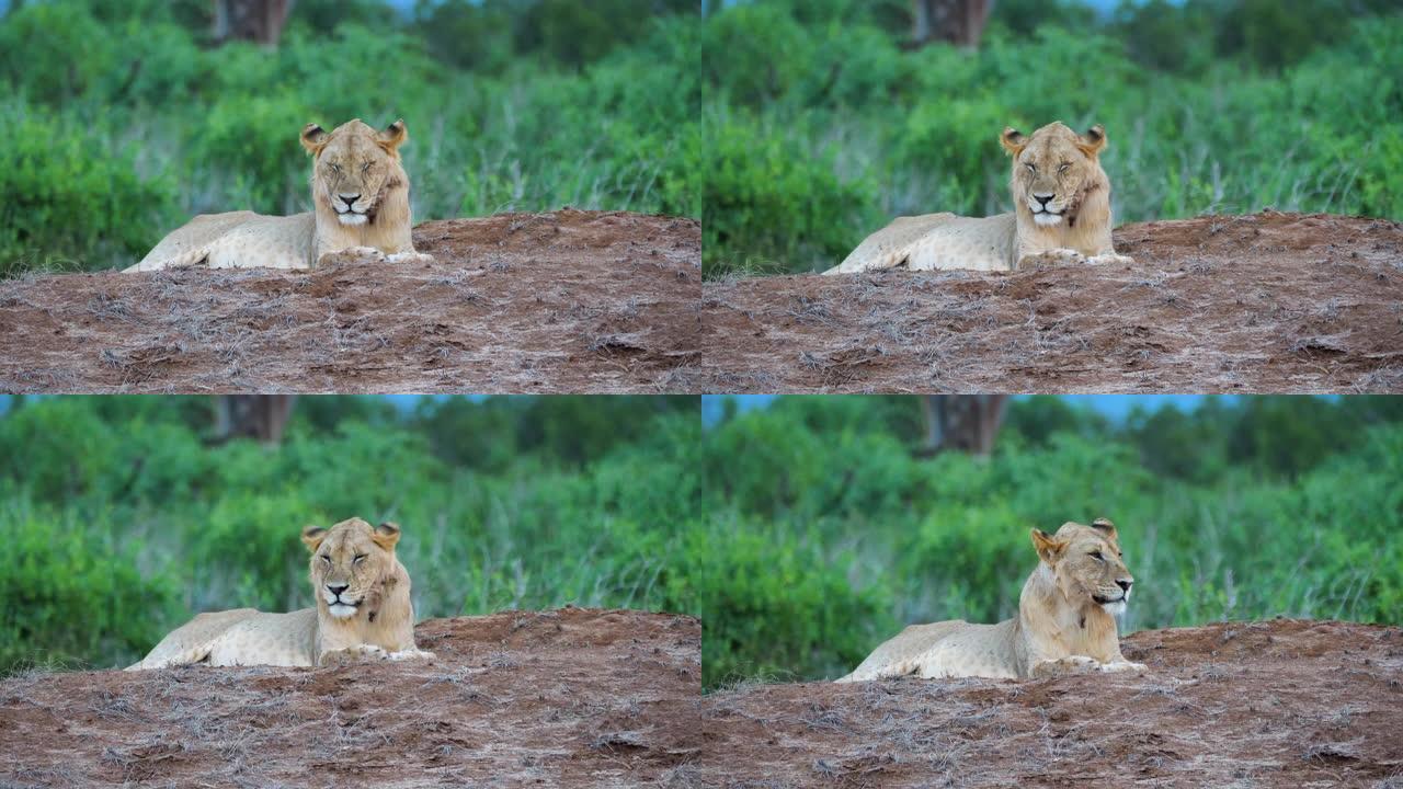 狮子在肯尼亚的Tsavo东国家公园休息