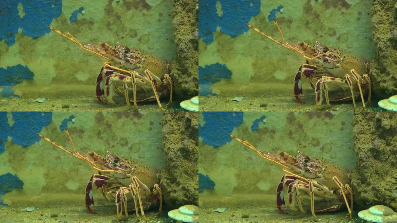 水族馆里活龙虾的特写镜头