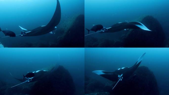 泰国海底巨型蝠ta射线的特写镜头