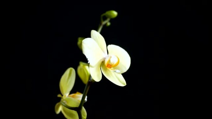 黑色背景上的黄色兰花蝴蝶兰花