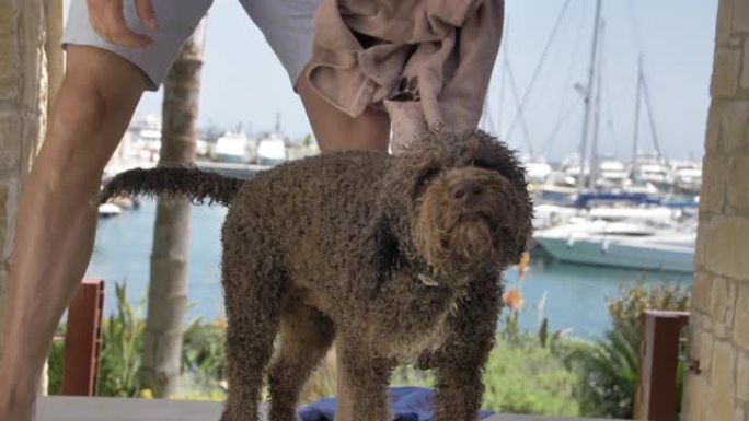 用毛巾擦了擦lagotto romagnolo。摆脱