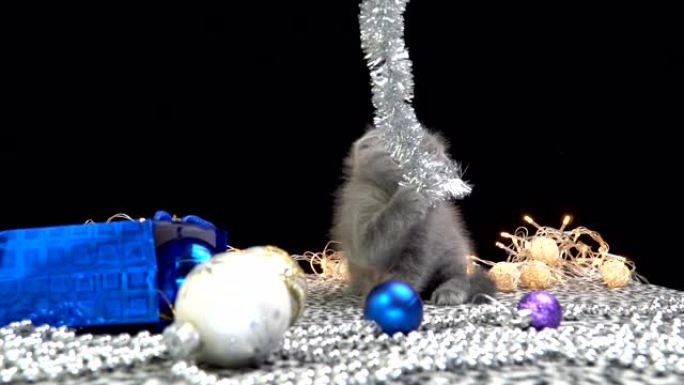 苏格兰折叠小猫玩圣诞装饰品