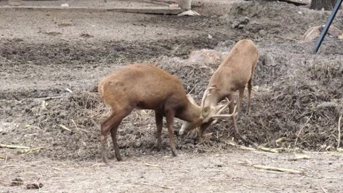 两只deers在露天动物园里一起战斗