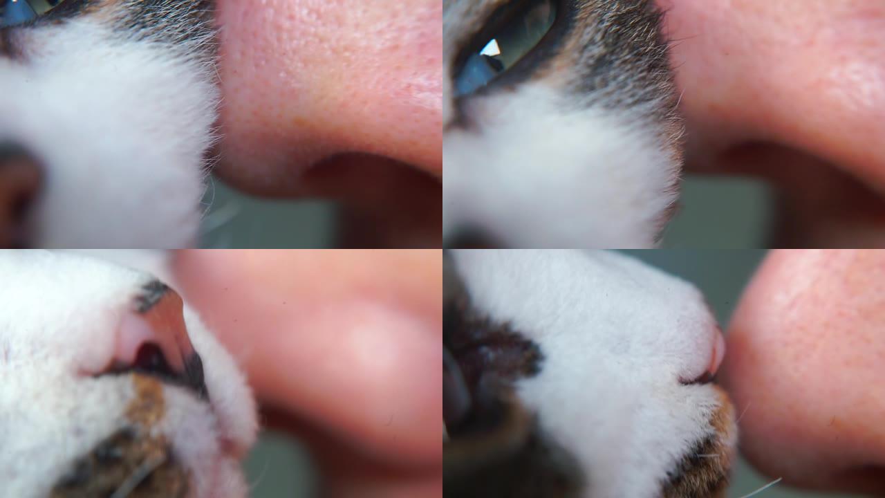 人的鼻子和猫舌的特写。