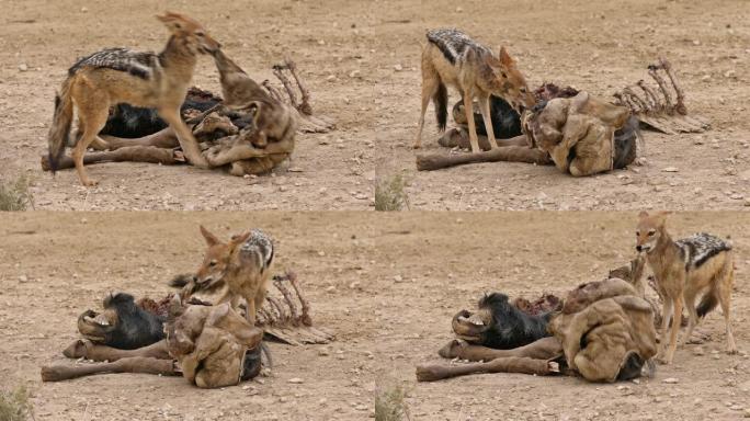 一只黑背豺狼正在清理南非卡拉哈里牛羚的遗骸