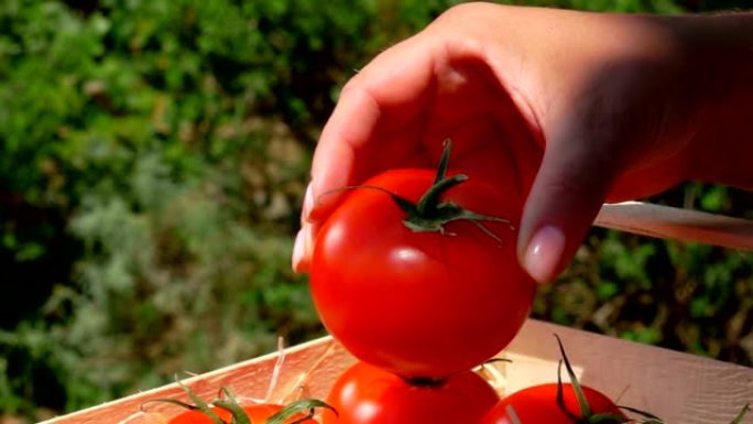 雌性手将成熟多汁的红色番茄慢慢放在木箱中