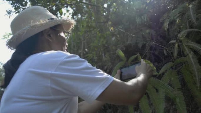 女植物学家戴着草帽，用手机为生长在热带森林中的茂密蕨类植物拍照，以便在夏季进行研究。