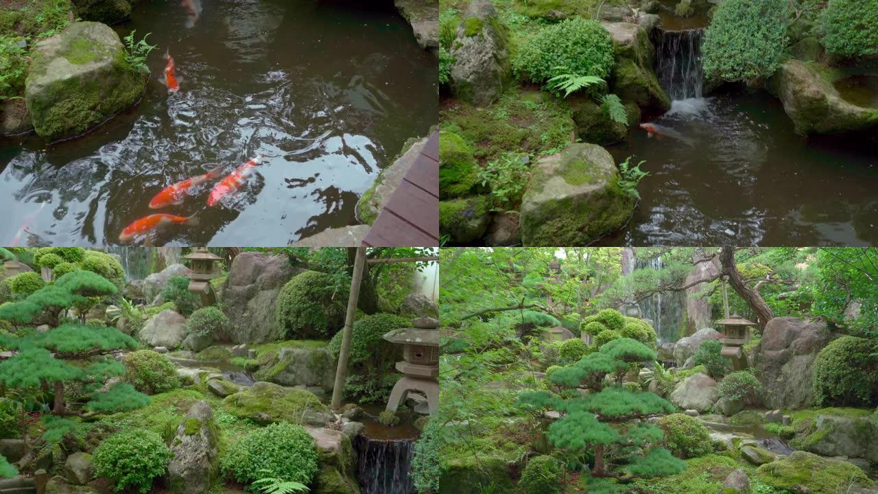美丽的日本花园，装饰树木和锦鲤鱼塘