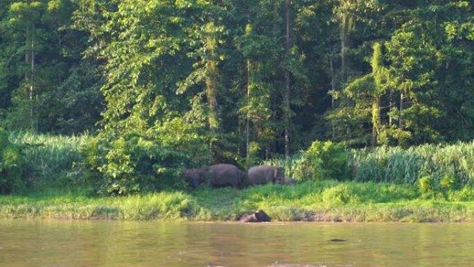 婆罗洲侏儒大象在河边
