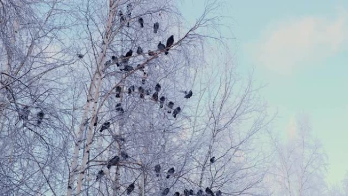 灰鸽子站在白雪的树枝上。一群鸟特写。冬季的动物。霜冻的冬天里的霜冻树