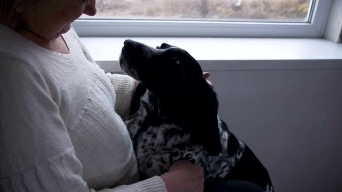 一位老妇人抚摸一只坐在窗边的狗